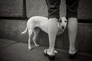 免费电话轰炸机